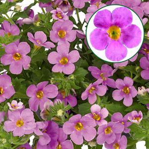 Afbeelding van Bacopa P12 Pink